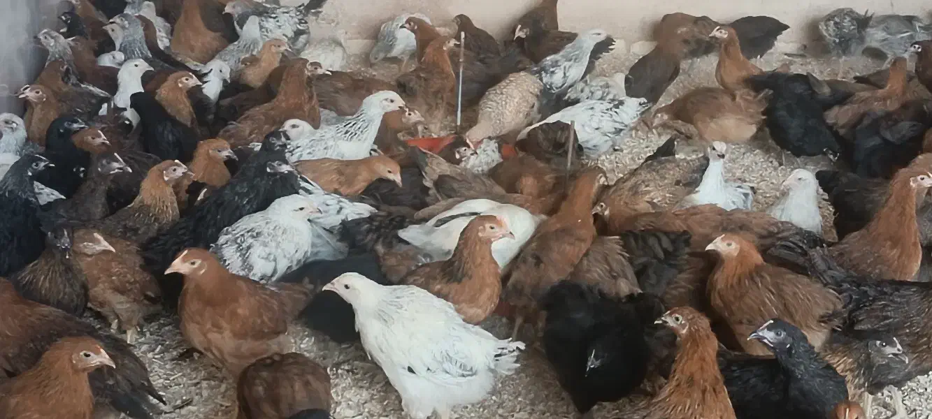 دوتک مرغ گلپایگانی جهادی  ۳ماهه ونیم|حیوانات مزرعه|فلاورجان, |دیوار