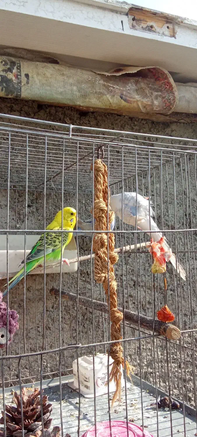 طوطی برزیلی ومرغ عشق|پرنده|تهران, سردارجنگل|دیوار