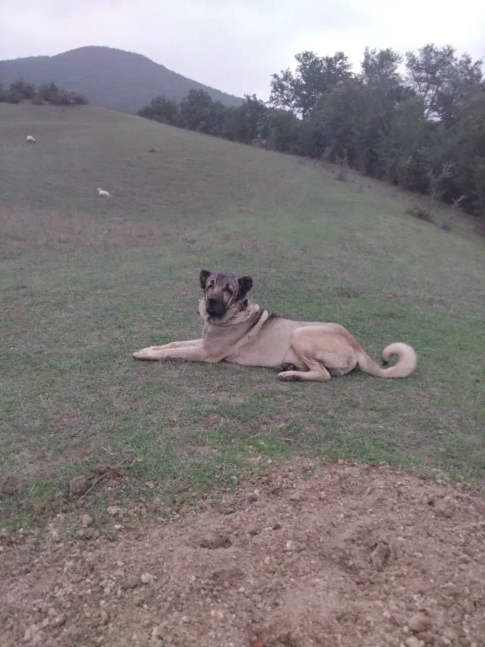 واگذاری سگ سرابی|سگ|توتکابن, |دیوار