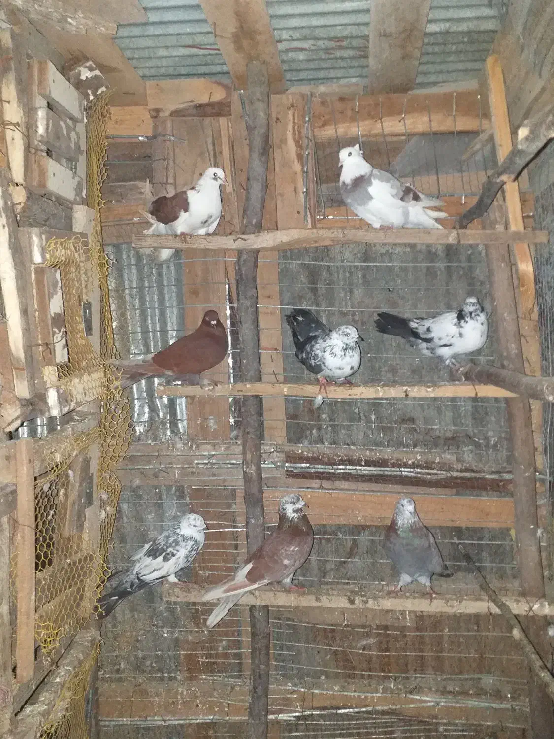 کبوتر پرشی وجفت گاهی|پرنده|احمدسرگوراب, |دیوار