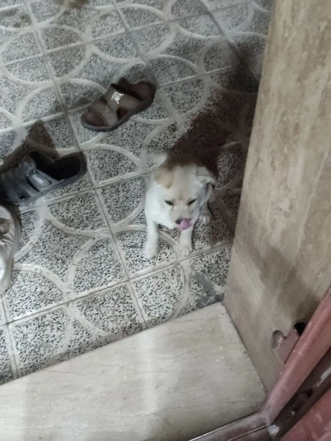 سگ اشپیر|سگ|دهبکری, |دیوار