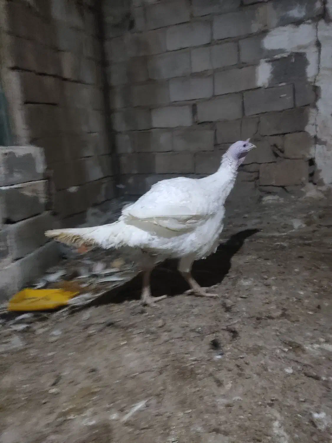 فروش بوقلمون نر|حیوانات مزرعه|دره شهر, |دیوار