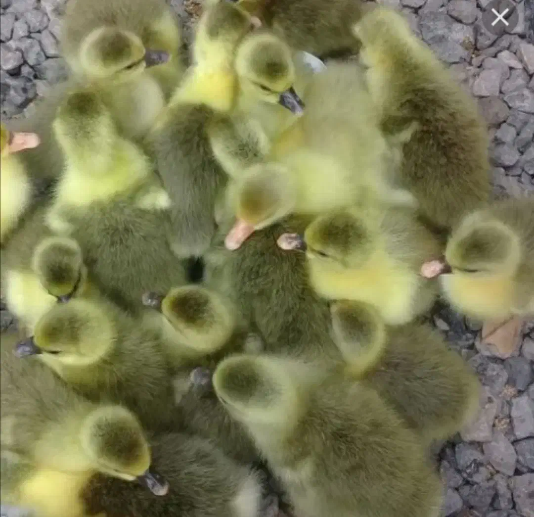 جوجه غاز سالم و سرحال|پرنده|گلوگاه بابل (گلیا), |دیوار