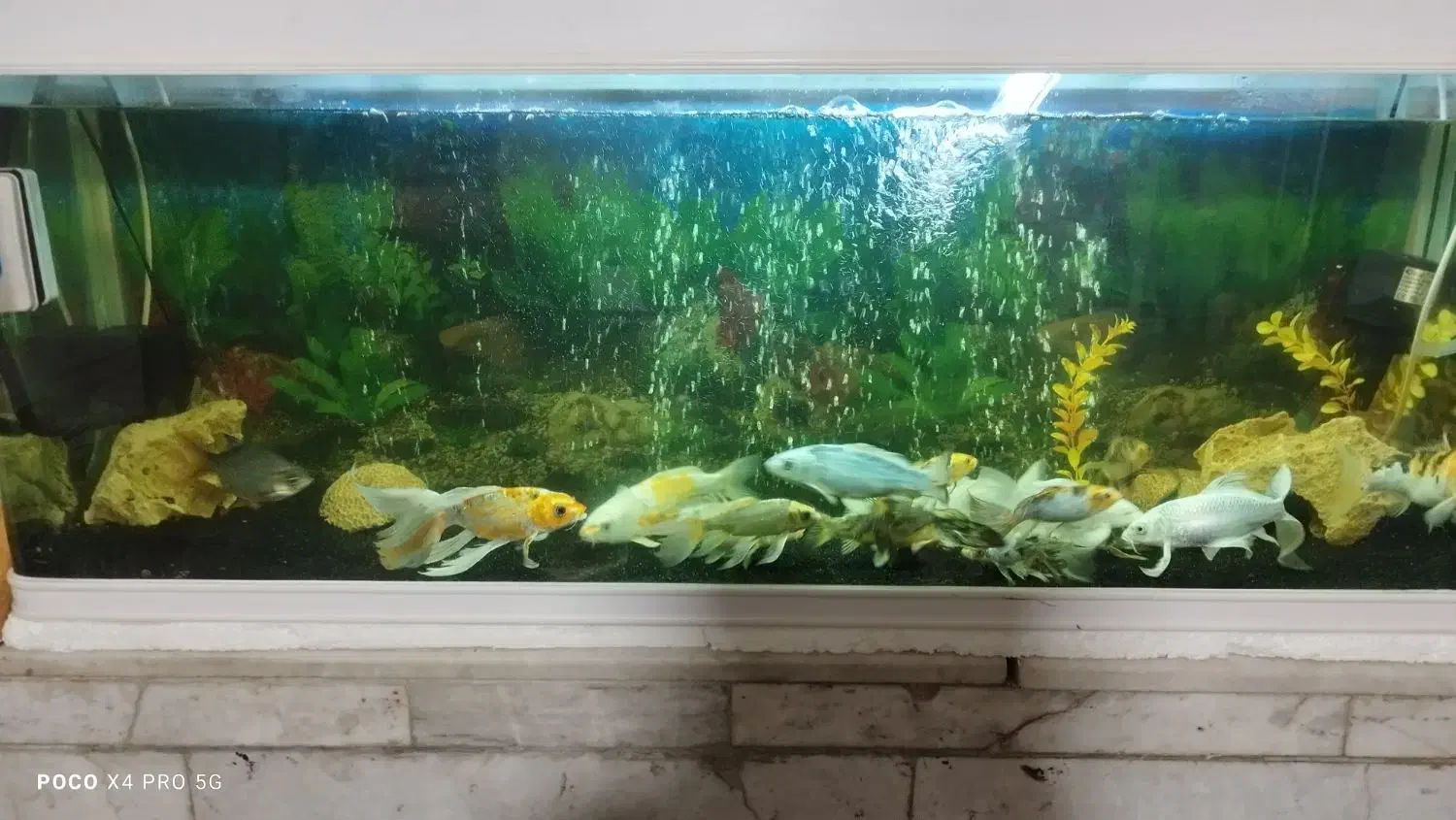 فروش ماهی کوی|ماهی|کرمان, |دیوار