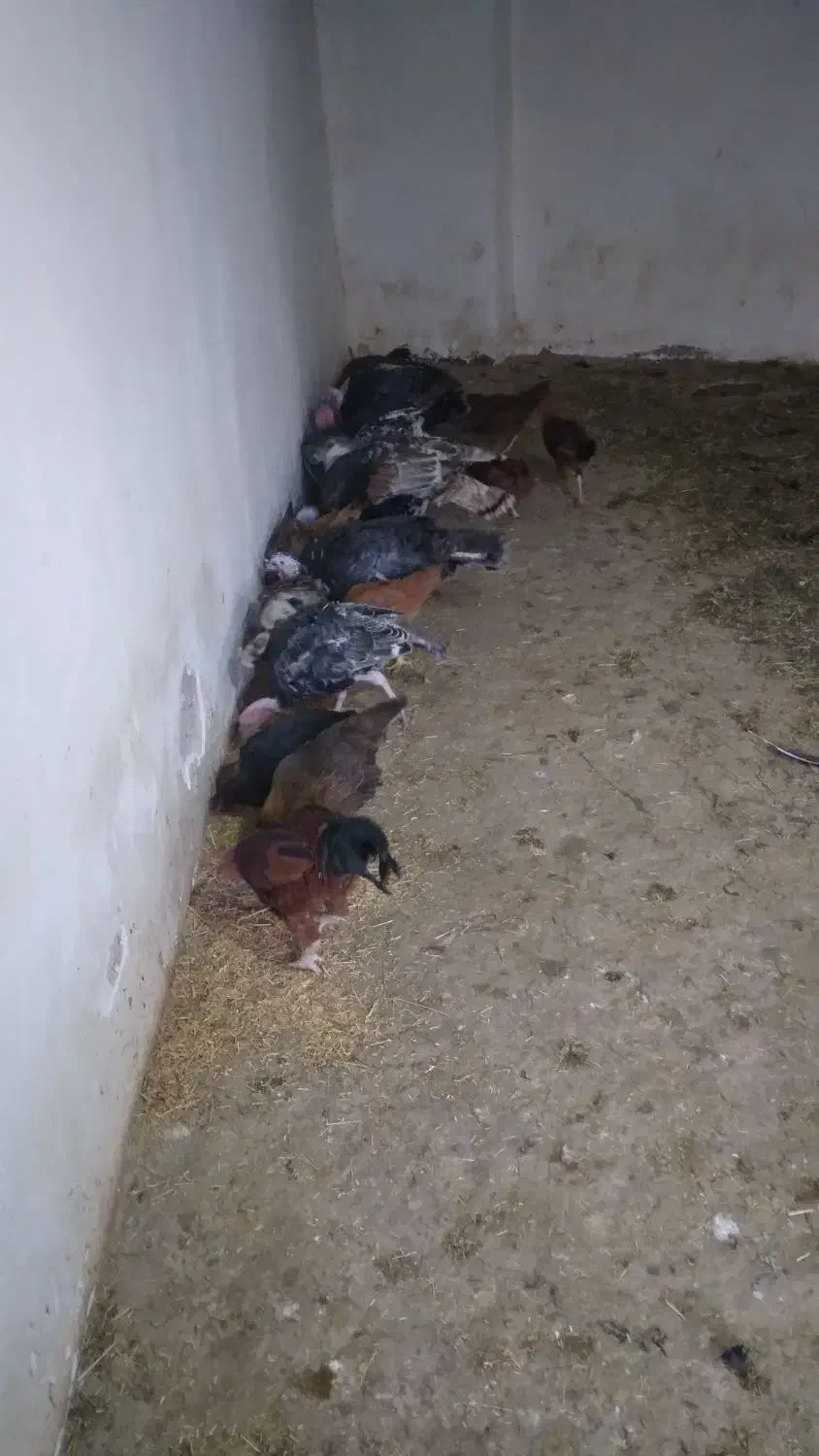 فروش تعدادی بوغلمون نر ماده قیمت توافقی|پرنده|تاکستان, |دیوار