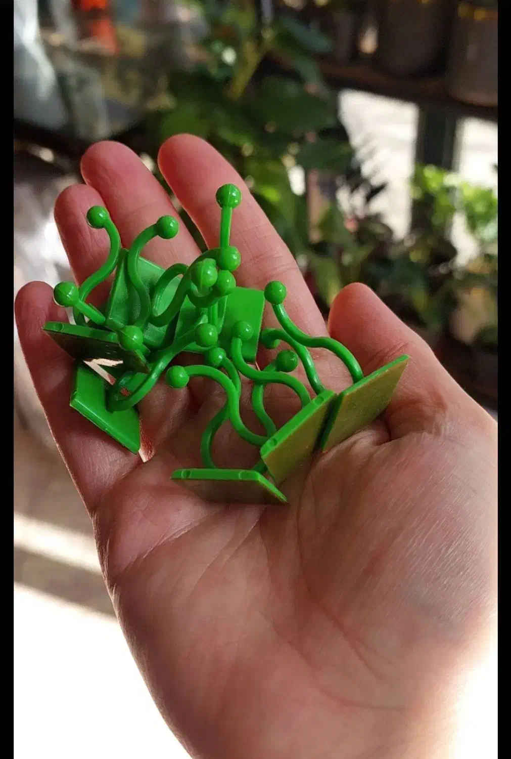 گیره پتوس|گل و گیاه طبیعی|هشتگرد, شهرک ولیعصر (مصلی)|دیوار