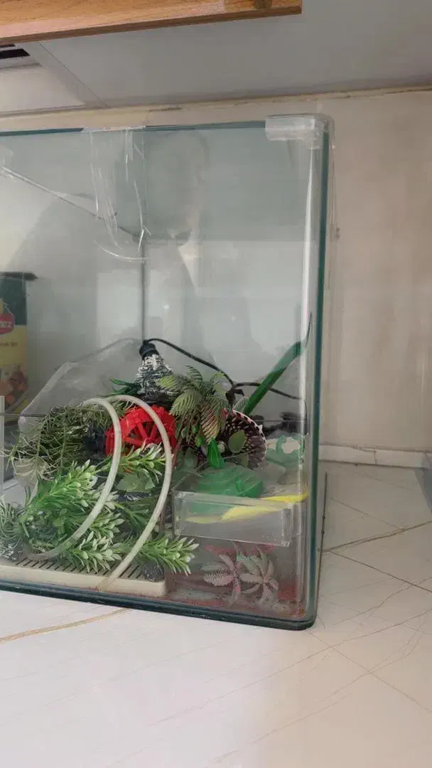 آکواریوم شیشه خم|ماهی|پرند, فاز ۶|دیوار