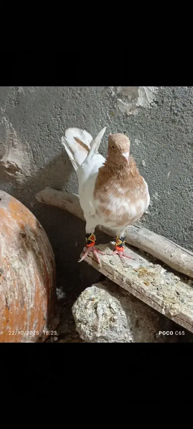 سه عدد کفتر پرش|پرنده|مشهد, امیرآباد|دیوار