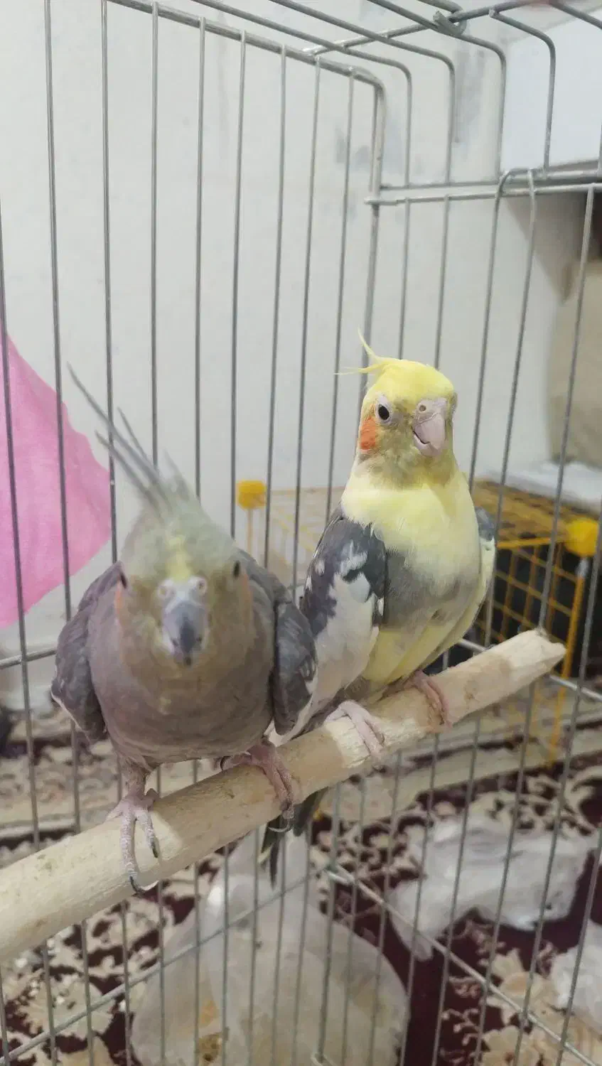 عروس هلندی نر و ماده|پرنده|محمدیه-قزوین, |دیوار