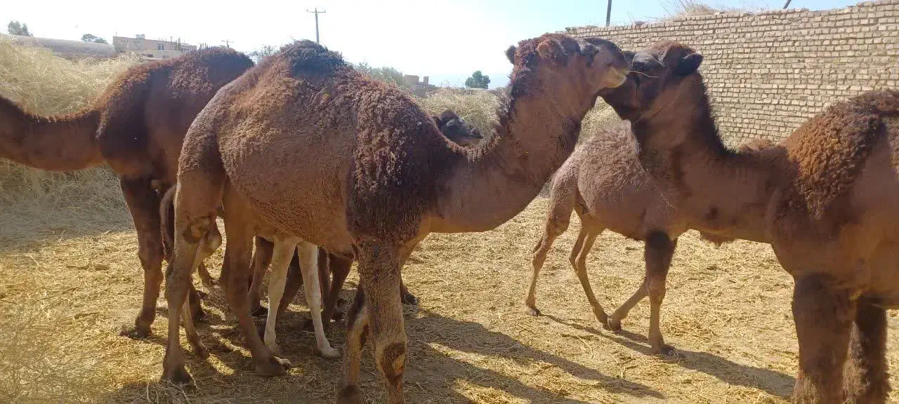 شتر داشتی و گوشتی|حیوانات مزرعه|کشکوئیه, |دیوار