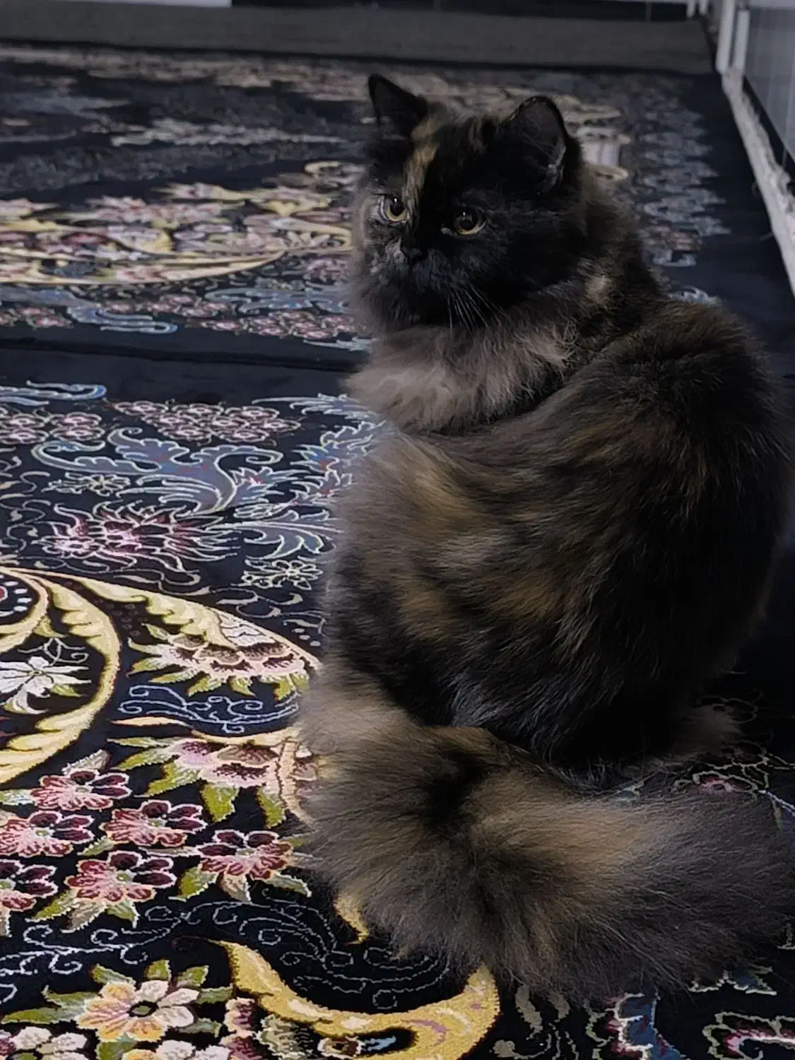 گربه خانگی|گربه|جوانرود, |دیوار