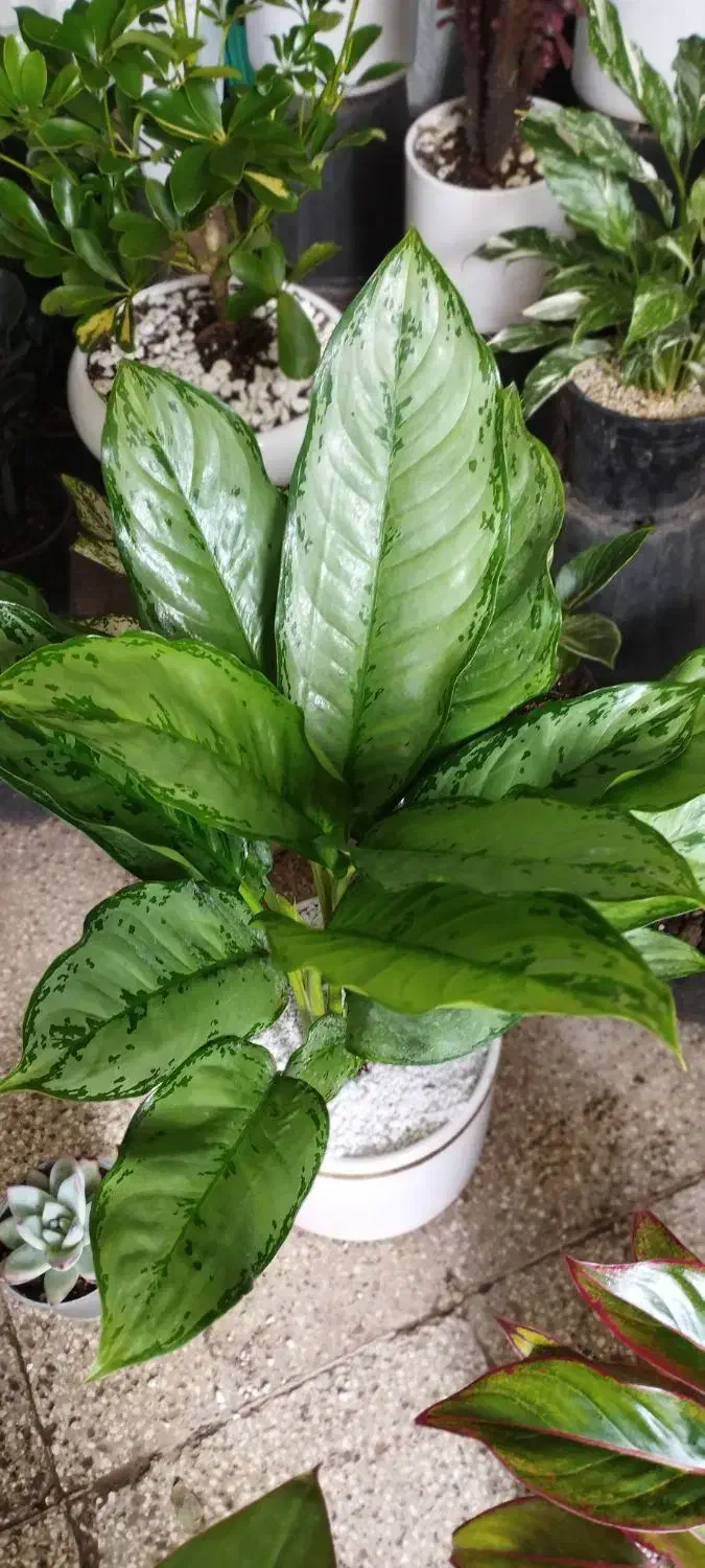 گل طبیعی|گل و گیاه طبیعی|نیشابور, گنبد سبز|دیوار