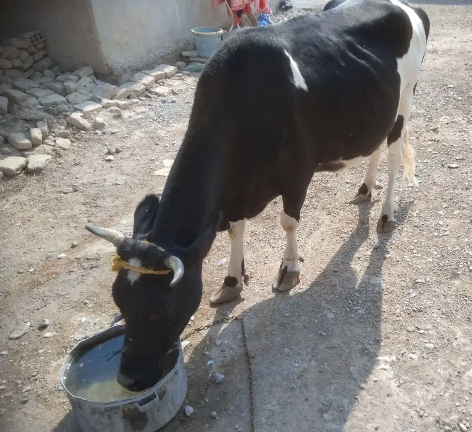 گاو فروشی|حیوانات مزرعه|کرباسک, |دیوار