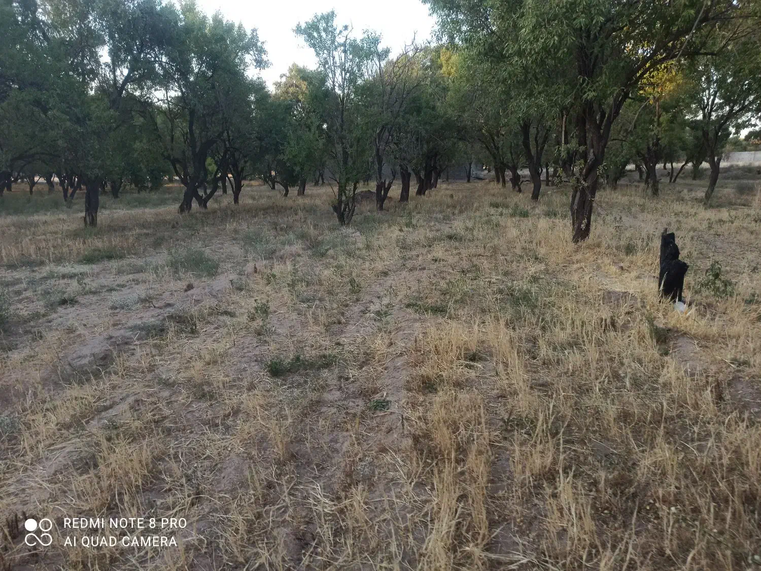 زمین باغ فروشی|فروش دفتر صنعتی، کشاورزی، تجاری|پاریز, |دیوار