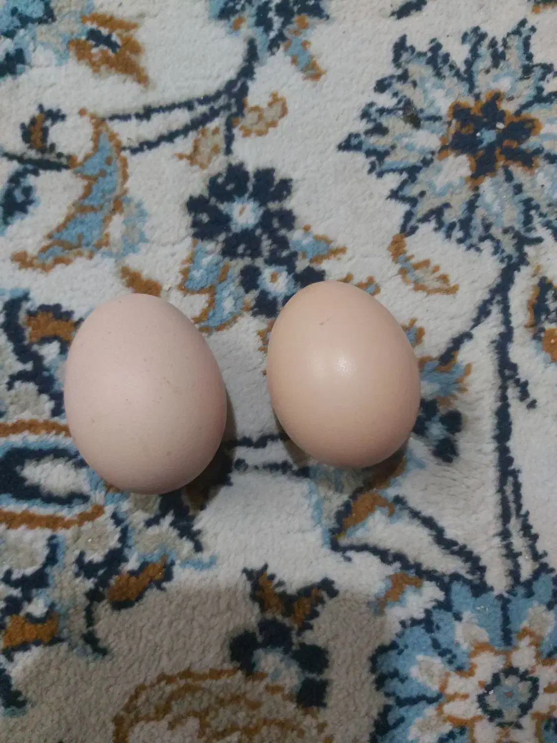 تخم مرغ محلی|خوردنی و آشامیدنی|سبزوار, توحیدشهر|دیوار