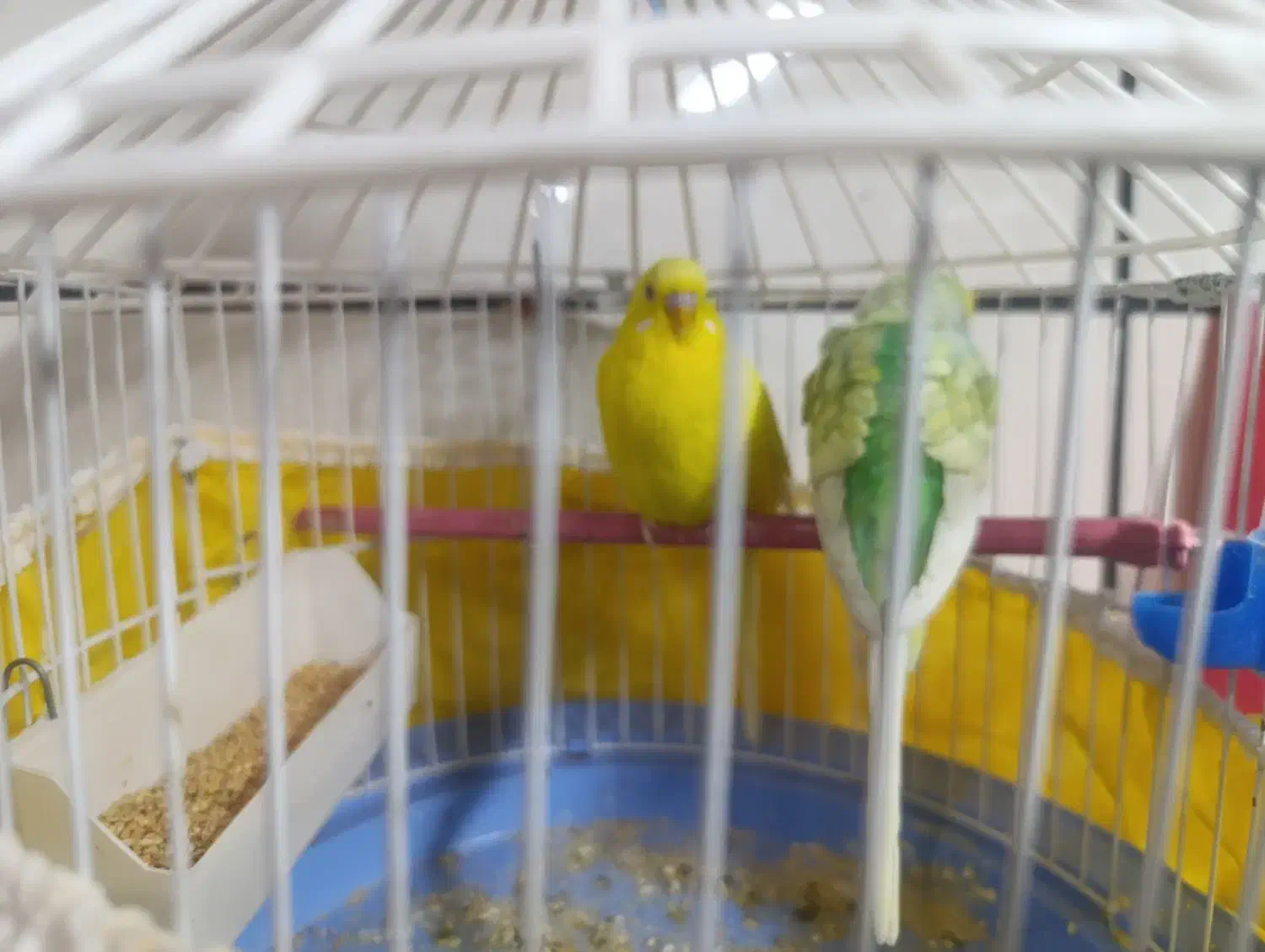 عروس هلندی و مرغ عشق|پرنده|الوند, |دیوار