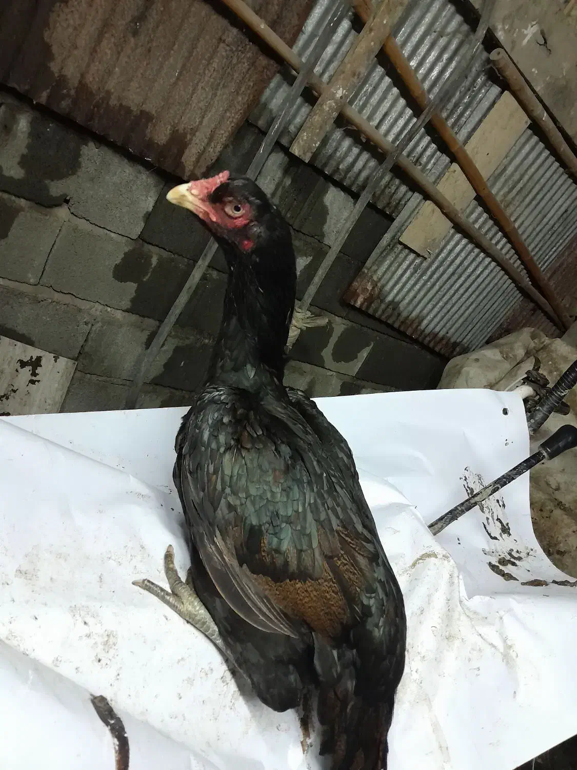 لاری مرغ|حیوانات مزرعه|لاهیجان, لیالستان|دیوار