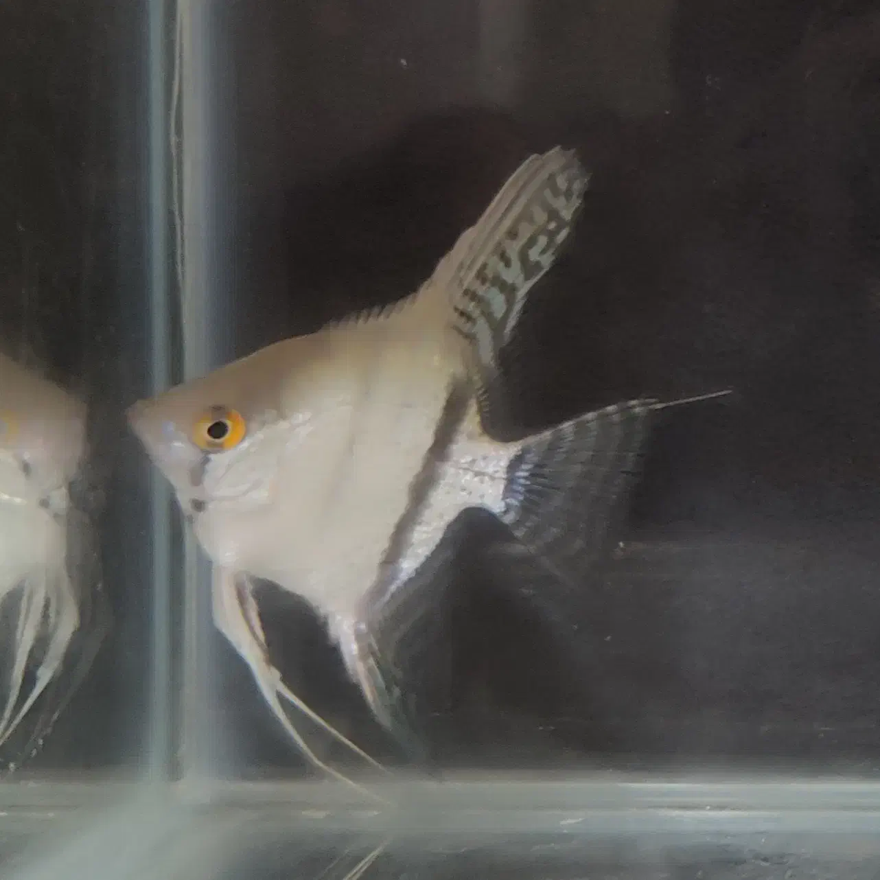 فروش ماهی آنجل نژاددار تکثیر خودم بندرعباس|ماهی|بندرعباس, |دیوار