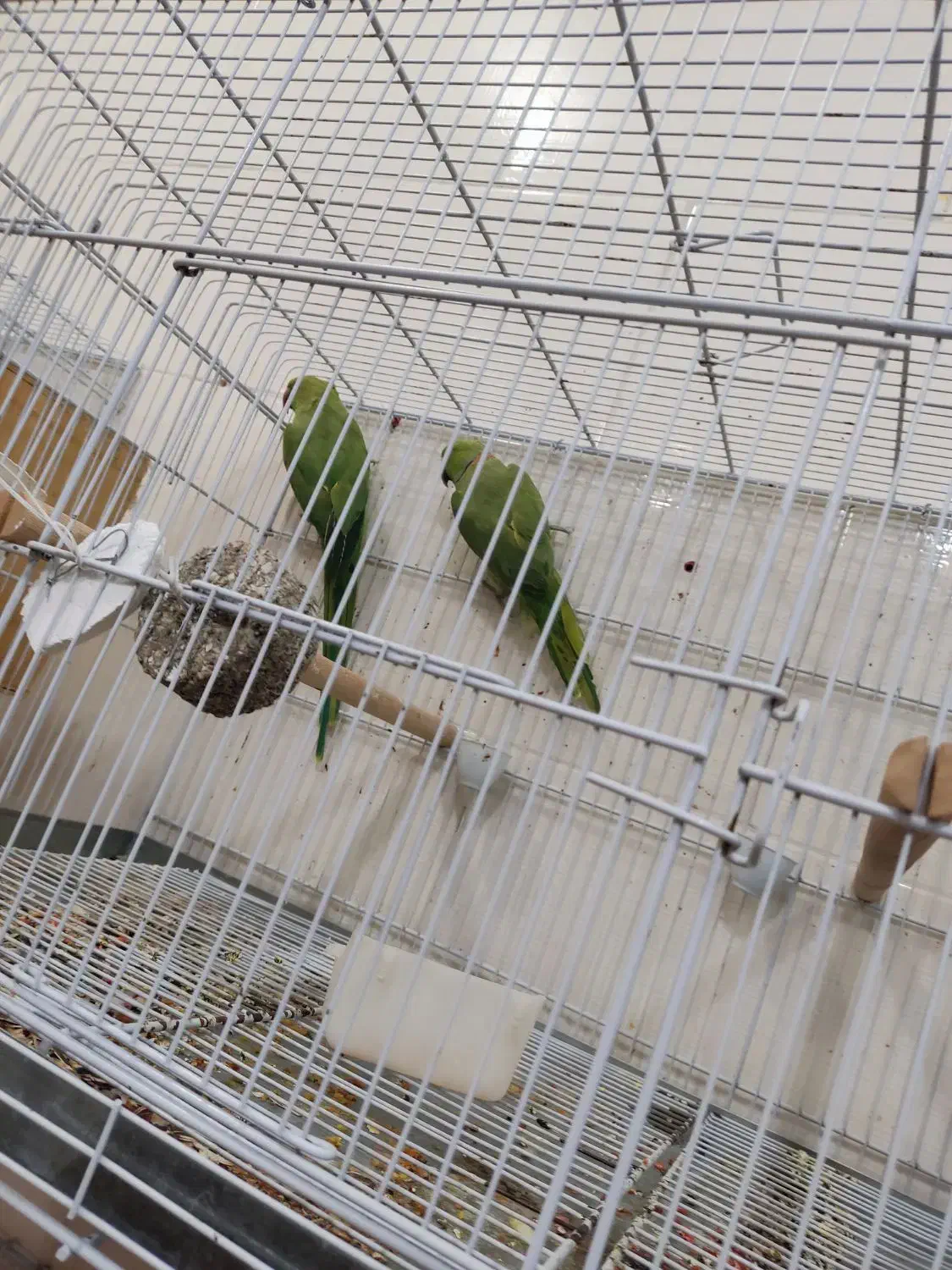 ملنگو|پرنده|سی‌سخت, |دیوار