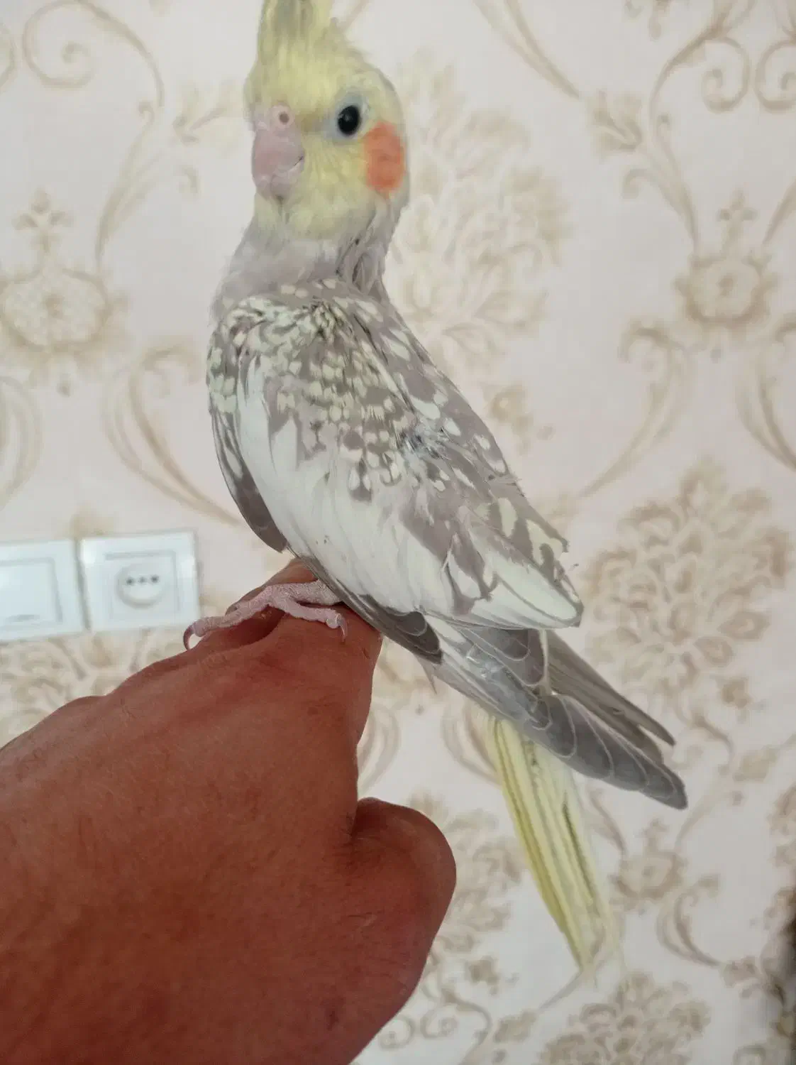 عروس هلندی|پرنده|شاهین دژ, |دیوار