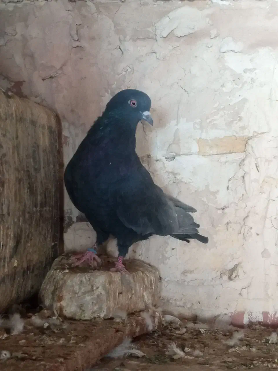 مجسمه ک ب و ت ر گ ر ف ت ن ی|مجسمه، تندیس، ماکت|کرباسک, |دیوار