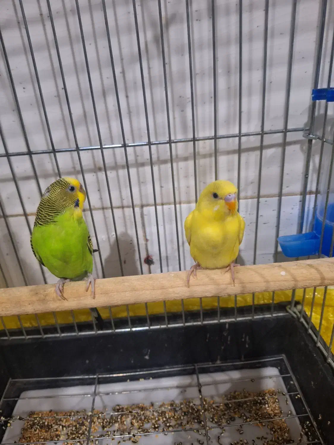 مرغ عشق مولد|پرنده|مریوان, |دیوار