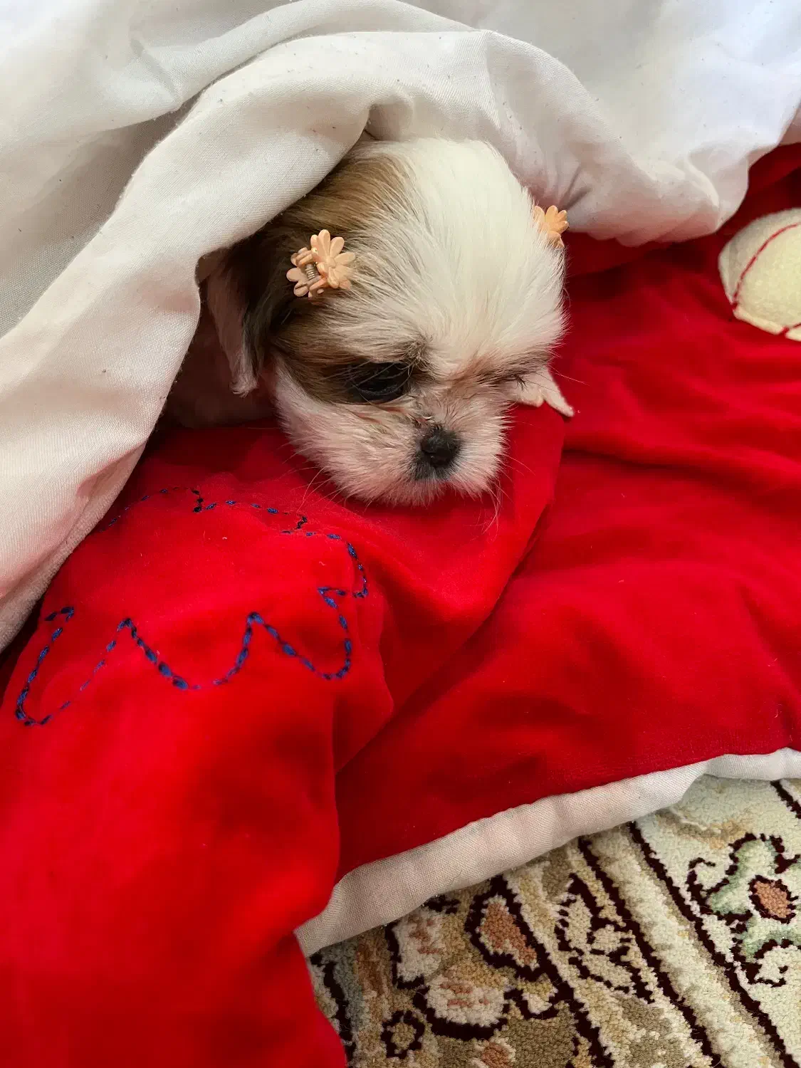 پودل شیتزو دو نژاده شناسنامه دار|سگ|تهران, جوادیه|دیوار