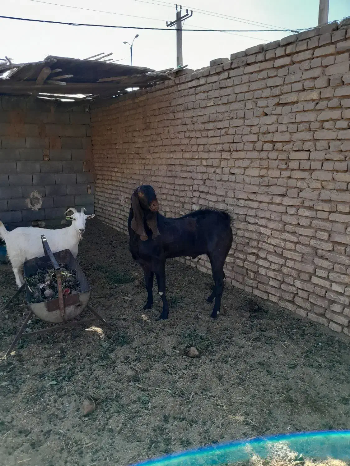 چپش|حیوانات مزرعه|اردکان, |دیوار