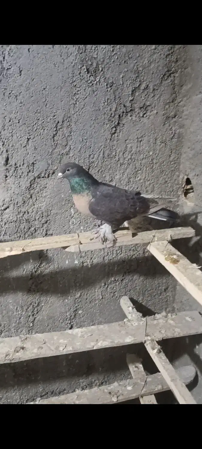 کفتر|حیوانات|اسلام‌‌آباد غرب, |دیوار