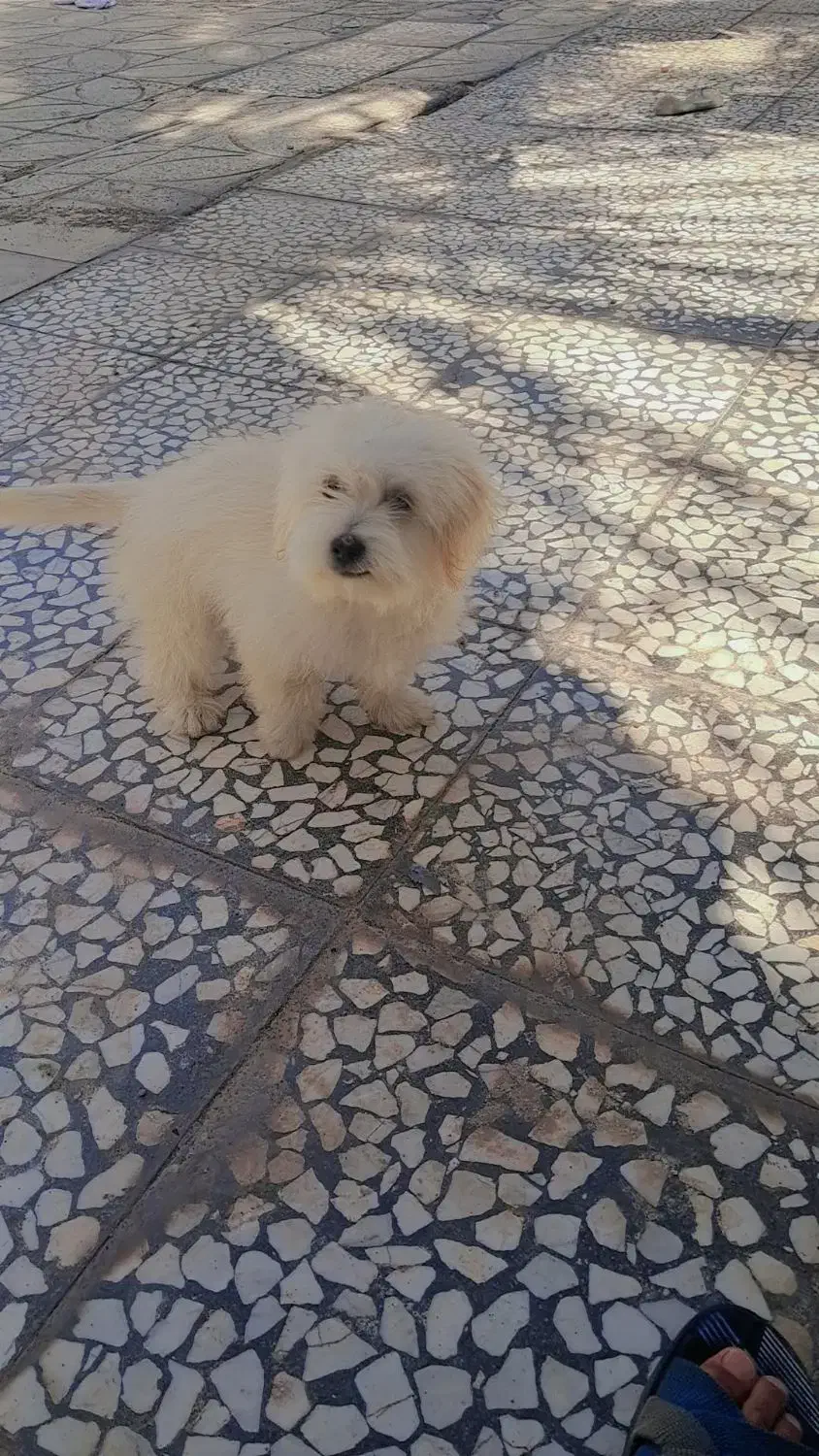 سگ شیتزو|سگ|بم, |دیوار