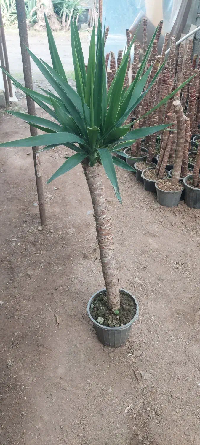 فروش یوکا با کیفیت|گل و گیاه طبیعی|عباس‌آباد, |دیوار