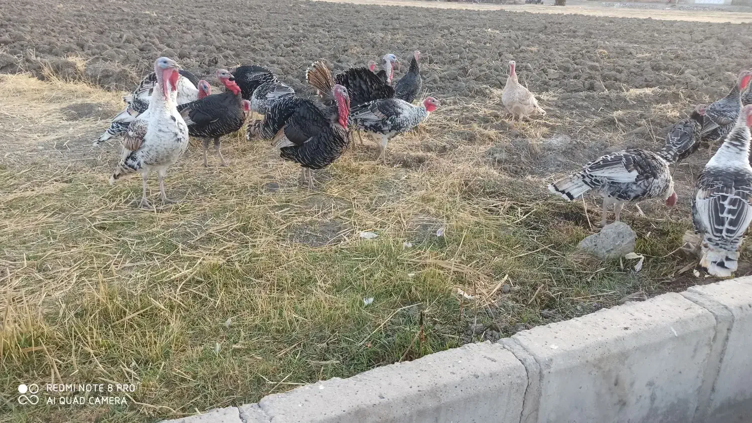 بوقلمون چاق و سرحال|حیوانات مزرعه|شیروان (لرستان), |دیوار