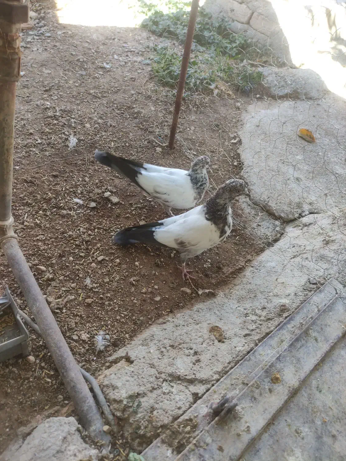 کبوتر زوردار|پرنده|اسلامآباد غرب, |دیوار