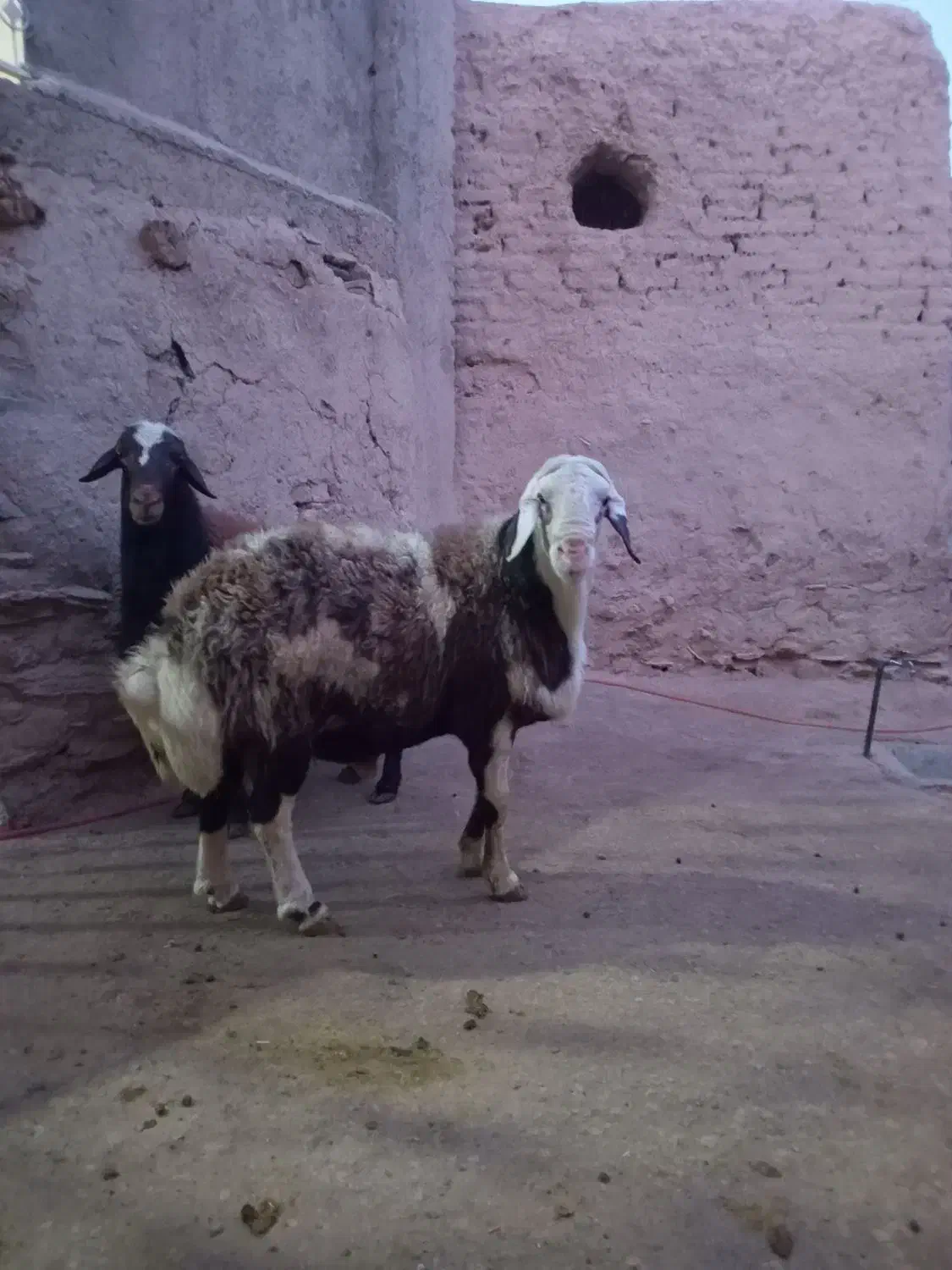قوچفرشی|حیوانات مزرعه|قره چای, |دیوار