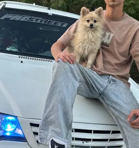 سگ پامرین|سگ|مشهد, فدک|دیوار