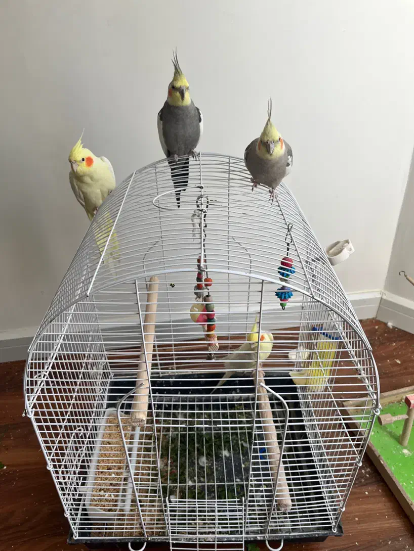 عروس هلندی دستی|پرنده|تهران, سهروردی|دیوار