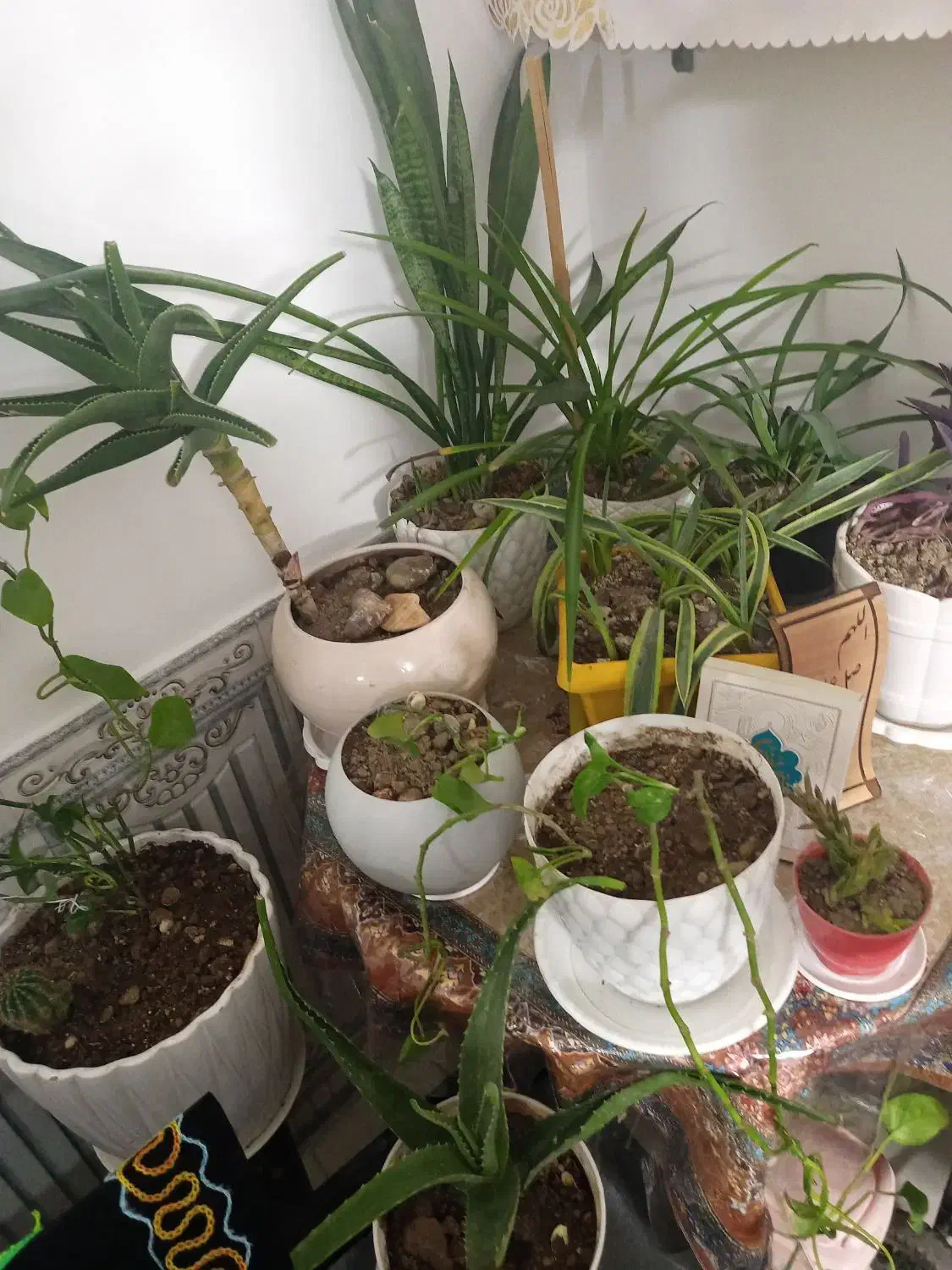 انواع گلدانهای طبیعی|گل و گیاه طبیعی|ورامین, ورامین|دیوار