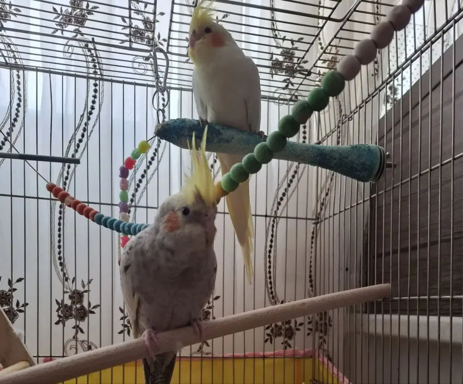 یک جفت عروس هلندی مولد|پرنده|اصفهان, سرتاوه|دیوار