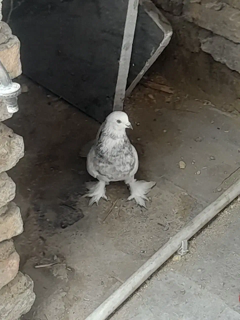 کبوتر دورگه|پرنده|ساری, |دیوار