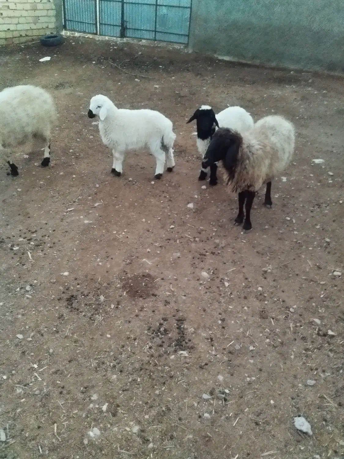 گوسفند|حیوانات مزرعه|سده (خراسان جنوبی), |دیوار