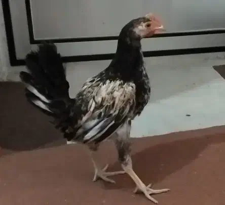 جوجه مرغ و خروس|حیوانات مزرعه|کردکوی, |دیوار