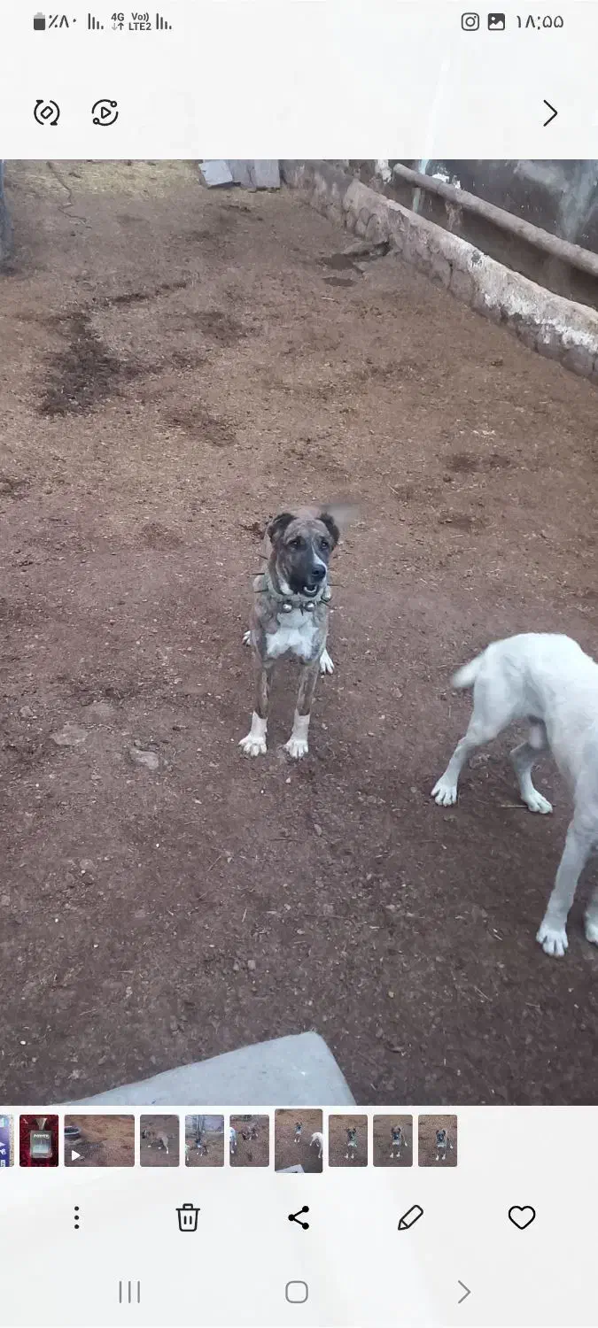 سگ گله|سگ|نیشابور, مازول|دیوار