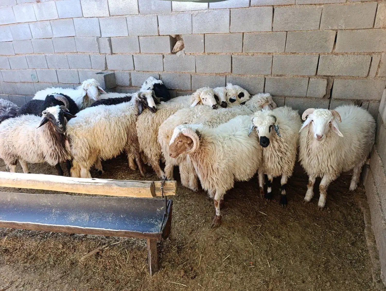 بره فروشی|حیوانات مزرعه|سرچهان, |دیوار