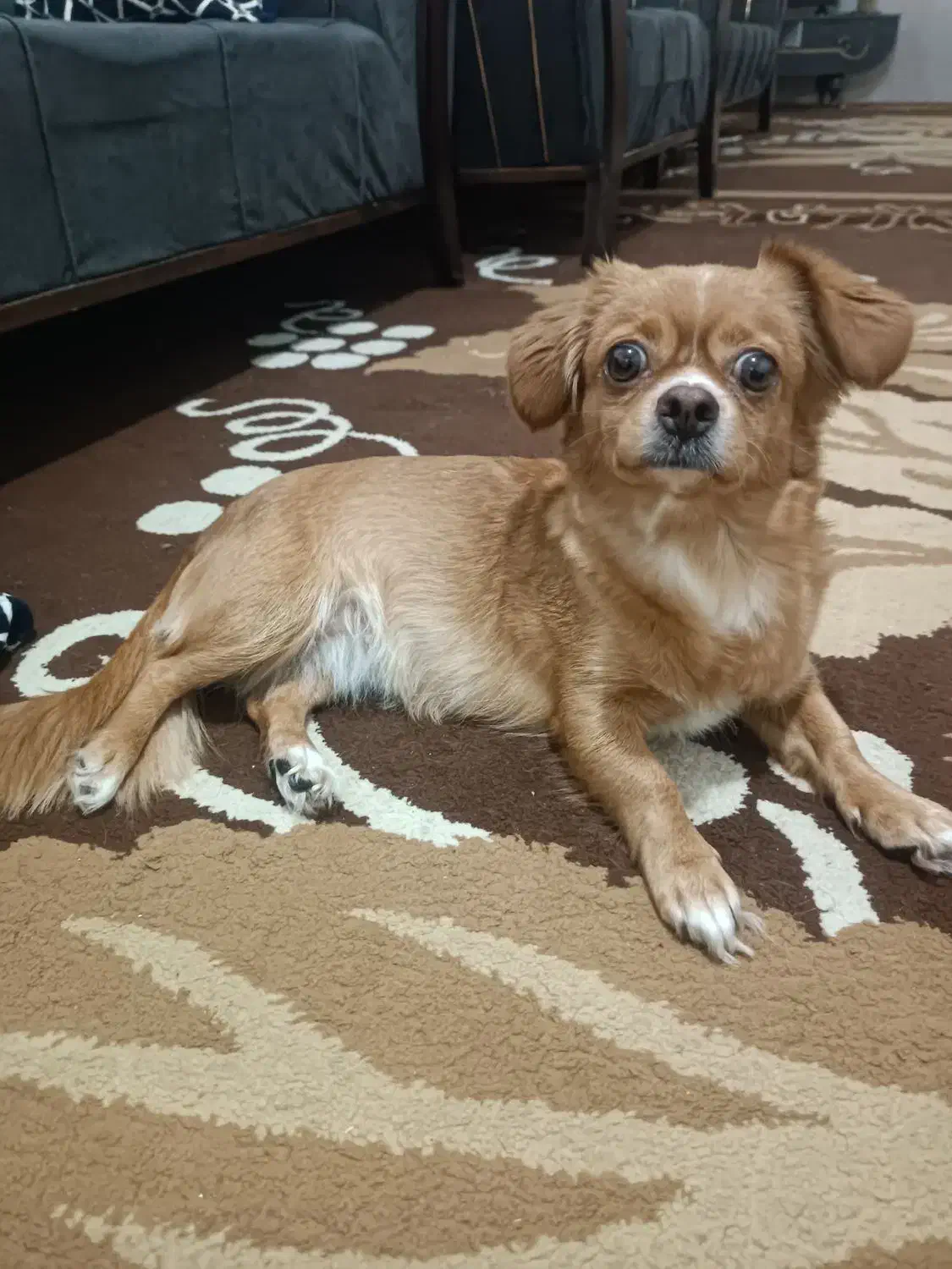 سگ شیوابا همراه دوعددتوله ی دوماهه مظلوم ومهربون|سگ|فسا, |دیوار