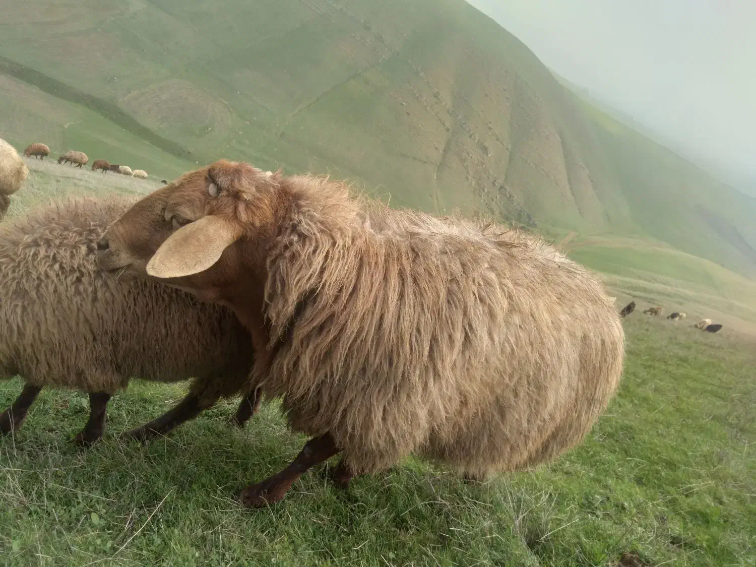 قوچ با بز سانن دوتاشم دامازدق|حیوانات مزرعه|قشلاق دشت, |دیوار