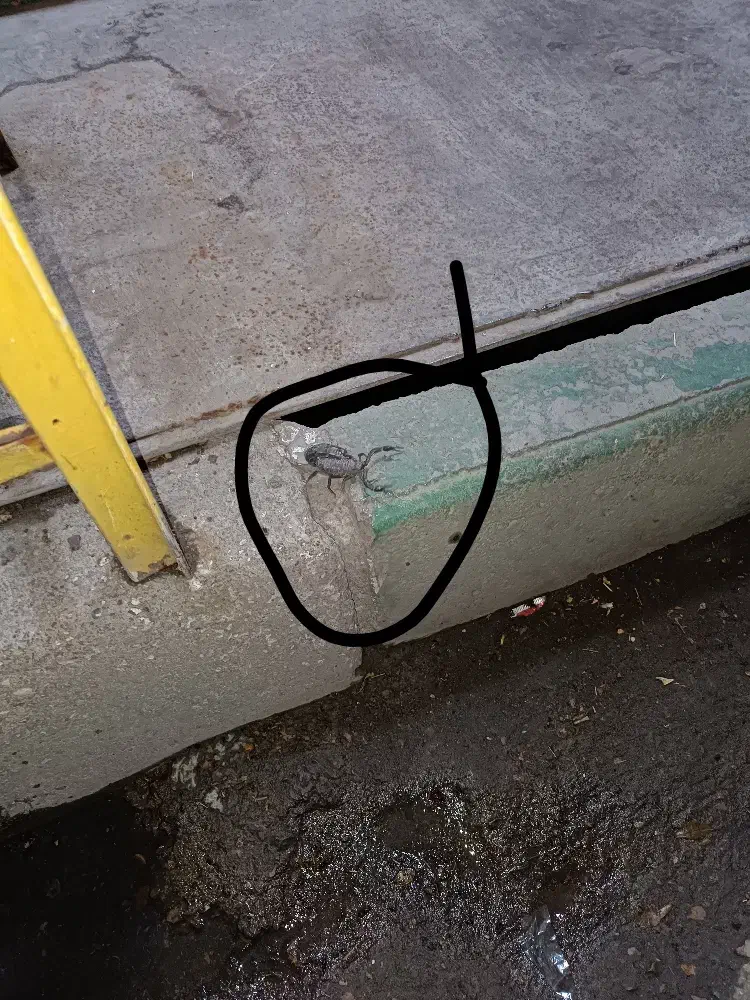 سم سوسک تضمینی|لوازم نظافت|ساوه, |دیوار