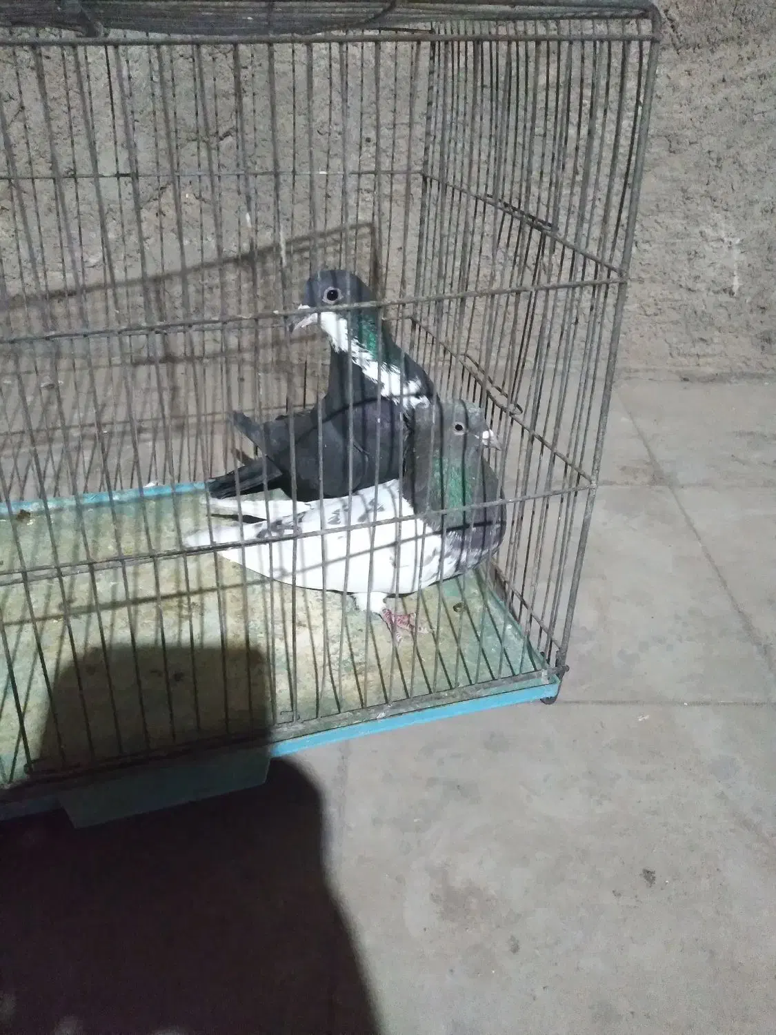 ماده خوشکل|پرنده|رفسنجان, |دیوار