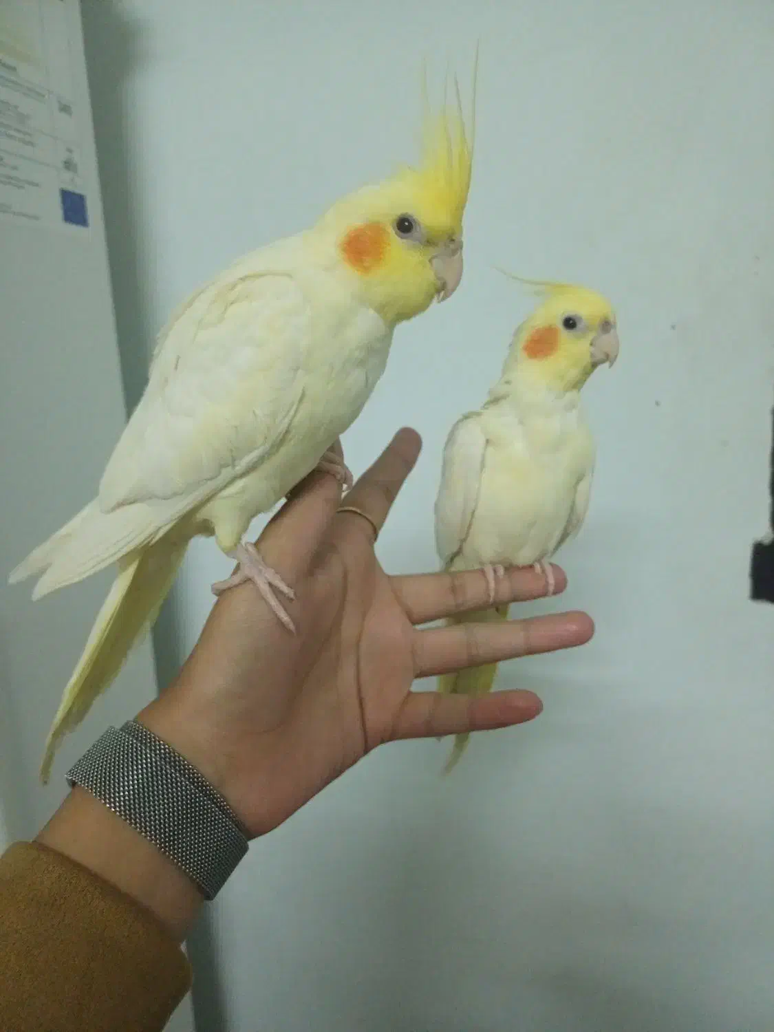 جوجه عروس هلندی|پرنده|طرقبه, |دیوار