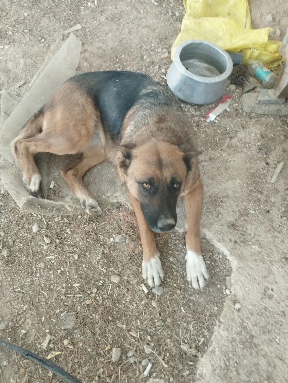 واگذاری سگ|سگ|شیراز, باجگاه|دیوار