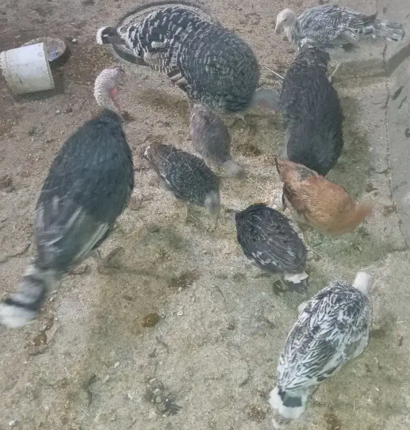 فروش ۱۰عدد بوقلمون|حیوانات مزرعه|دیواندره, |دیوار